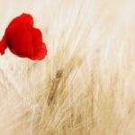 poppy-field_950x475_acf_cropped_950x475_acf_cropped